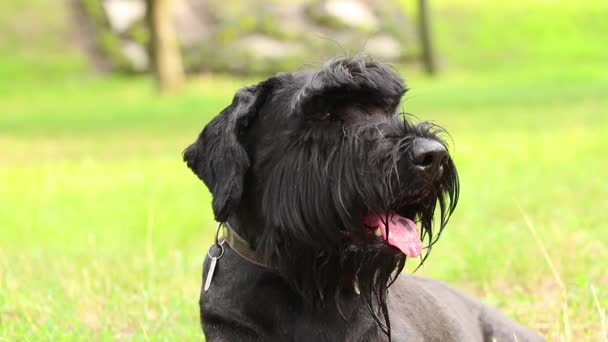 Retrato Perro Negro Adulto Gigante Schnauzer Parque Sol Verano Ucrania — Vídeos de Stock