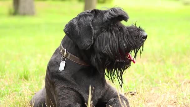 Portrait Chien Noir Adulte Schnauzer Géant Dans Parc Soleil Été — Video