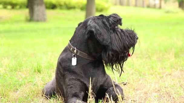 Retrato Perro Negro Adulto Gigante Schnauzer Parque Sol Verano Ucrania — Vídeo de stock