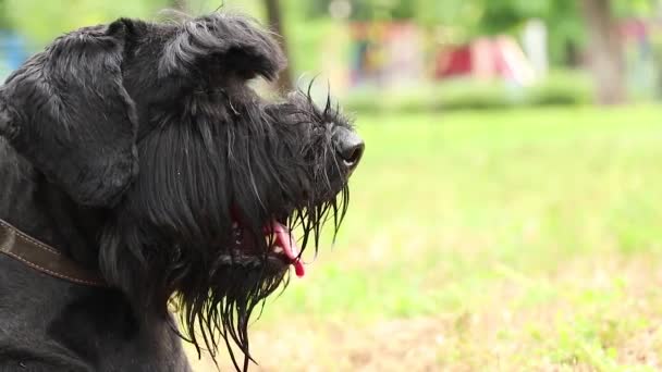 Retrato Cão Preto Adulto Giant Schnauzer Parque Sol Verão Ucrânia — Vídeo de Stock