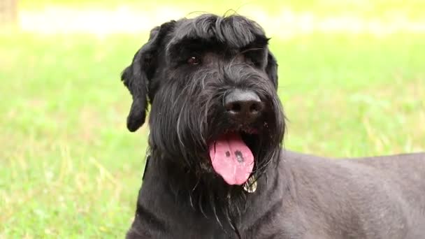 Portret Dorosłego Czarnego Psa Olbrzyma Sznaucera Parku Słońcu Lecie Ukrainie — Wideo stockowe