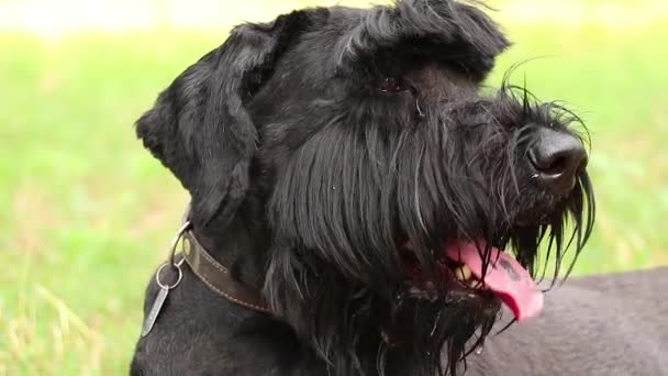 Retrato Cão Preto Adulto Giant Schnauzer Parque Sol Verão Ucrânia — Vídeo de Stock