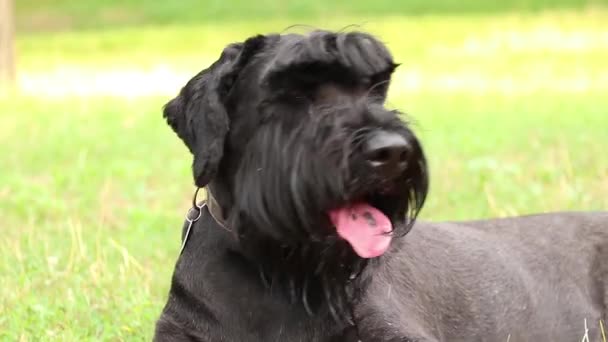 Retrato Perro Negro Adulto Gigante Schnauzer Parque Sol Verano Ucrania — Vídeos de Stock