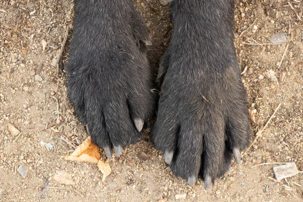 公園近くの地面には巨大なシュノーザー犬の足 地面には犬の足 — ストック写真