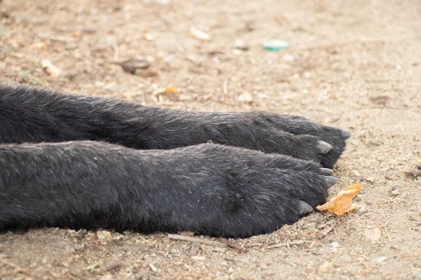 Patas Perro Schnauzer Gigante Suelo Parque Cerca Patas Perro Suelo — Foto de Stock