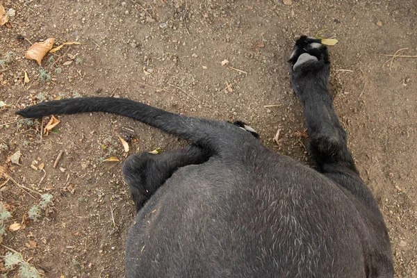 Patas Perro Schnauzer Gigante Suelo Parque Cerca Patas Perro Suelo — Foto de Stock