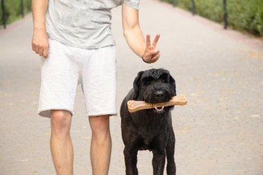 Dişinde kemik olan dev bir schnauzer, köpek maması, Ukrayna 'da parkta yürüyen bir köpek.