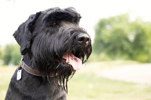 Portret Van Een Volwassen Zwarte Hond Giant Schnauzer Het Park — Stockfoto