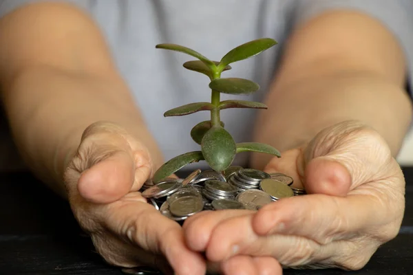 Зелене Дерево Росте Монет Руках Старого Столі Гроші Руках Зростання — стокове фото