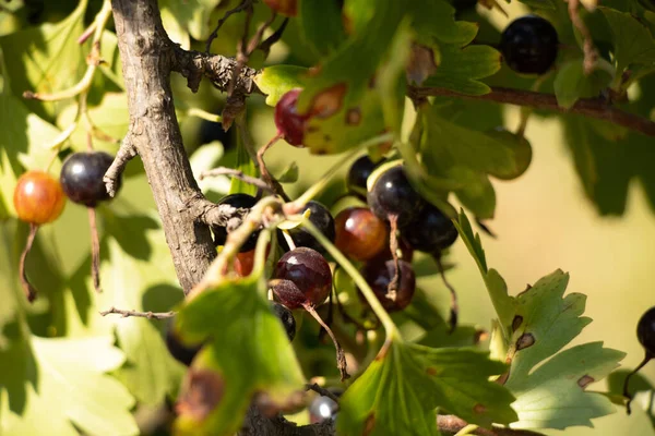 Black Currant Bush Sun Summer Ukraine Ripe Currants Berries — Stock Photo, Image