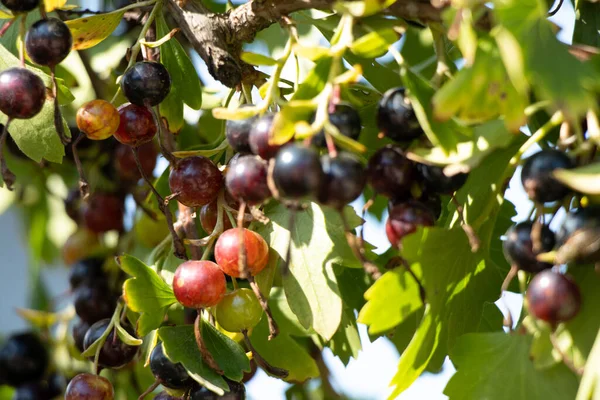 Black Currant Bush Sun Summer Ukraine Ripe Currants Berries — Stock Photo, Image