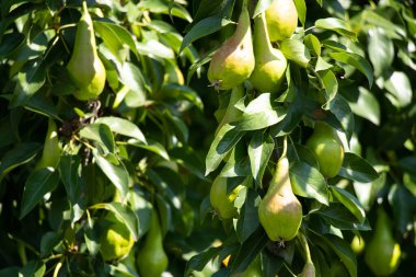 Ukrayna 'da temmuzda olgunlaşan ağaçtaki yeşil armutlar, yeşil armut
