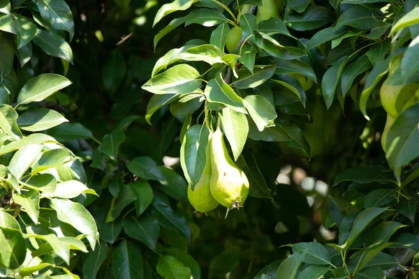 Gröna Päron Trädet Mognar Juli Solen Ukraina Gröna Päron — Stockfoto