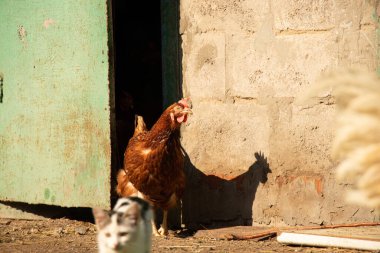 Ukrayna 'nın bir köyünde horozlar ve tavuklar bahçede güneş, kümes hayvanları, horoz