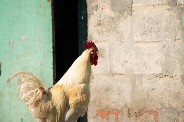 Ukrayna 'nın bir köyünde horozlar ve tavuklar bahçede güneş, kümes hayvanları, horoz