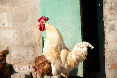 Ukrayna 'nın bir köyünde horozlar ve tavuklar bahçede güneş, kümes hayvanları, horoz