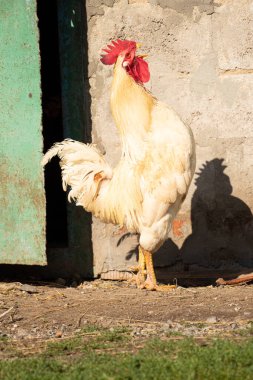 Ukrayna 'nın bir köyünde horozlar ve tavuklar bahçede güneş, kümes hayvanları, horoz