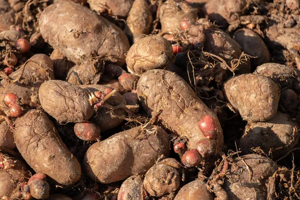 Patatas Crudas Podridas Viejas Montón Como Fondo Patatas Malas — Foto de Stock