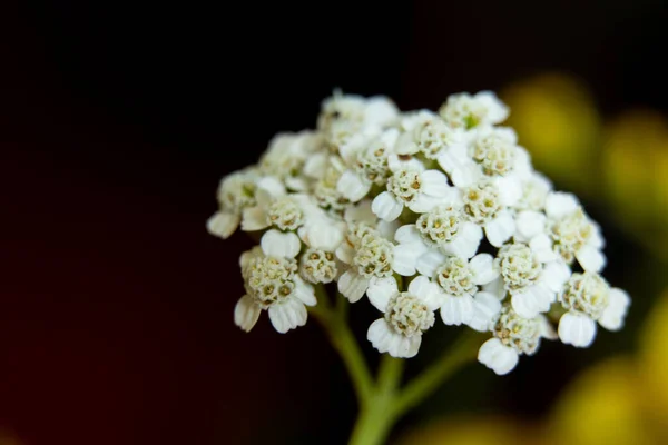 Late Goldenrod Dark Isolated Background Macro Photo Wildflowers Bouquet Yellow — Photo