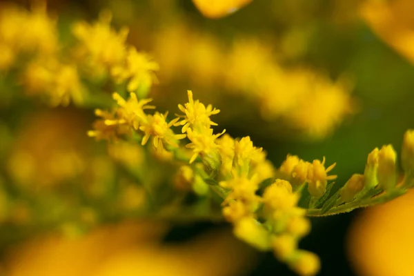 Späte Goldrute Auf Dunklem Isoliertem Hintergrund Makrofoto Wildblumenstrauß Gelbe Wildblumen — Stockfoto