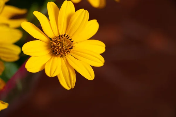 Flor Margarida Amarela Buquê Foto Macro Flor Amarela — Fotografia de Stock