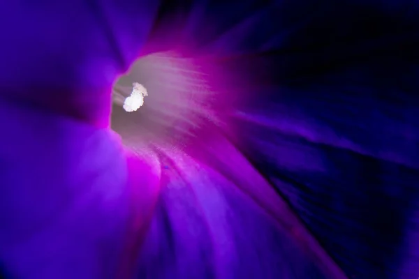 海滩月花紫色宏观照片 紫色花朵 — 图库照片