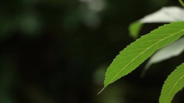 Yaz yağmuru öğleden sonra ormanda ağaçların arasında, yazın yağmur, hava değil.