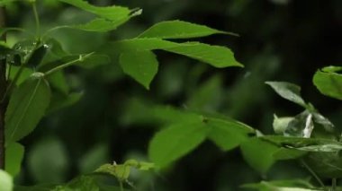 Yaz yağmuru öğleden sonra ormanda ağaçların arasında, yazın yağmur, hava değil.