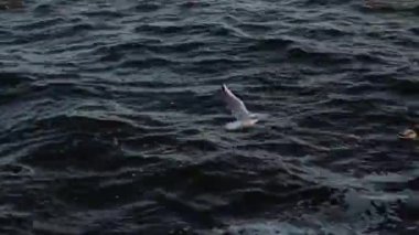 Bir martı dingin nehrin üzerinden rüzgara karşı uçar, bir kuş suyun üzerinde uçar.