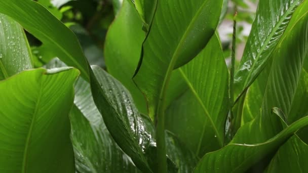 木々の間の森の中の午後の夏の雨夏の森の中の雨天気ではなく — ストック動画