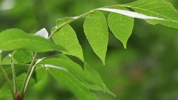 Sommarregn Eftermiddagen Skogen Bland Träden Regn Skogen Sommaren Inte Vädret — Stockvideo