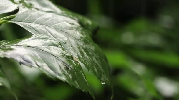 Chuva Verão Tarde Floresta Entre Árvores Chuva Floresta Verão Não — Vídeo de Stock