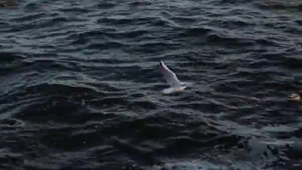 Una Gaviota Vuela Sobre Río Dnieper Contra Viento Pájaro Vuela — Vídeos de Stock