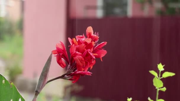 Canna Generalis Fiore Rosso Sotto Pioggia Estate Nel Pomeriggio Ucraina — Video Stock