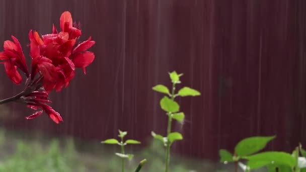 Canna Generalis Fiore Rosso Sotto Pioggia Estate Nel Pomeriggio Ucraina — Video Stock