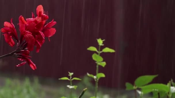 Canna Generalis Red Flower Rain Summer Afternoon Ukraine Flower Garden — Stock Video