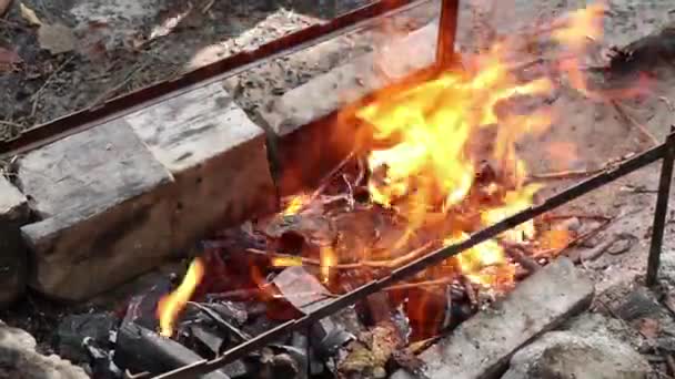 Fogueira Com Lenha Floresta Chama Fogo Uma Fogueira Piquenique Fogo — Vídeo de Stock