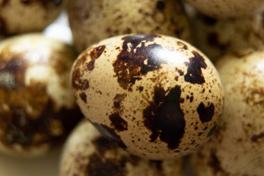 Bıldırcın yumurtası, bıldırcın yumurtası, makro fotoğraf.