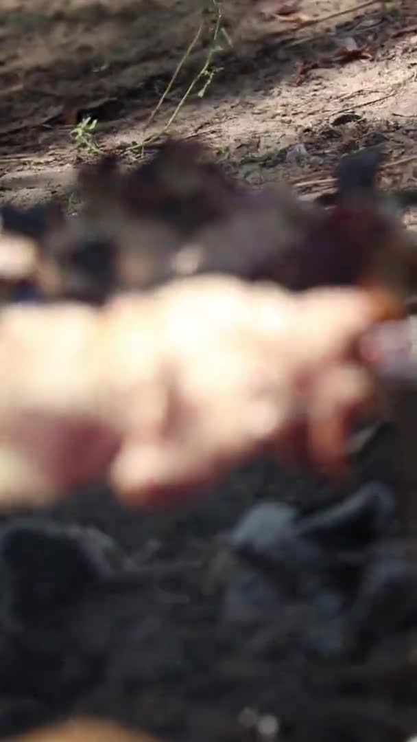 Verdure Fritte Carne Sul Fuoco Barbecue Fiamme Nella Foresta Carne — Video Stock