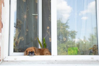 Pekin köpeği pencerede oturur ve sokaktaki sahibine bakar. Penceredeki köpek Ukrayna 'daki sokağa bakar.