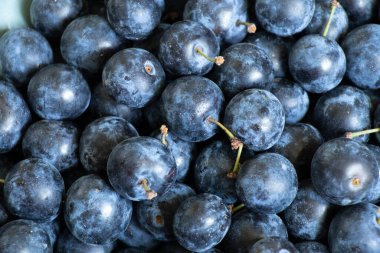 Olgun böğürtlen arka plan olarak, meyve arka plan, Blackthorn yakın plan