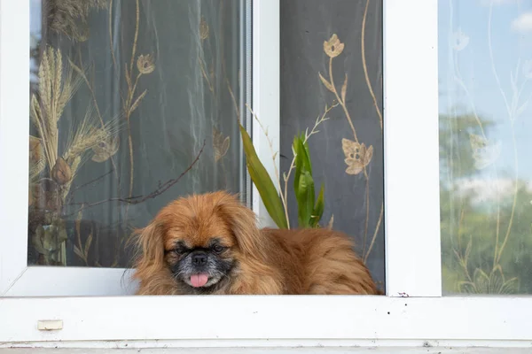 Pekingese sits on the window and looks out at the owner on the street, the dog on the window looks at the street in Ukraine