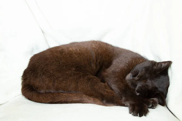 白い毛布の上で寝ている黒い猫白い背景の猫 — ストック写真