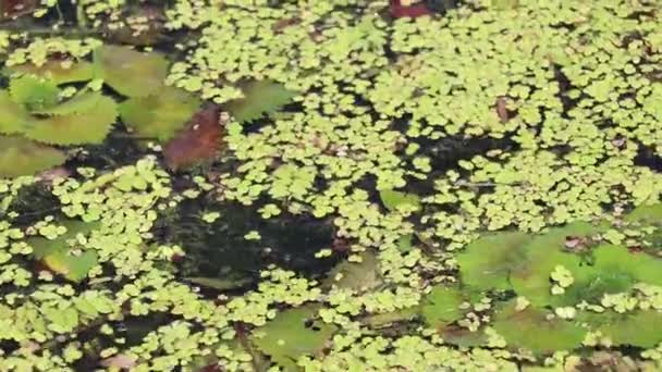 Dnjepr rivier volledig begroeid met algen, moeras, Dnjepr rivier — Stockvideo