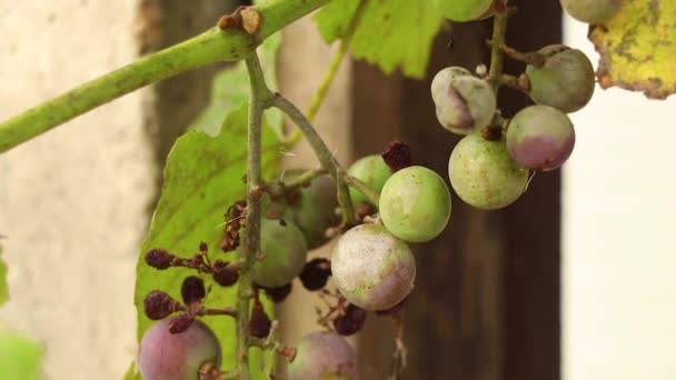 Weinreben Zweige in der Sonne in der Ukraine reift, Weinrebe — Stockvideo