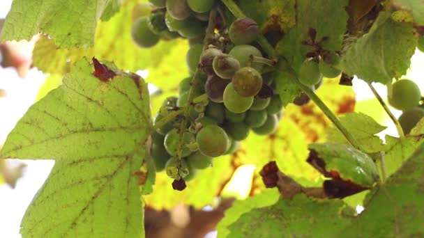 В Украине созревают ветви виноградной лозы на солнце, виноградная лоза — стоковое видео