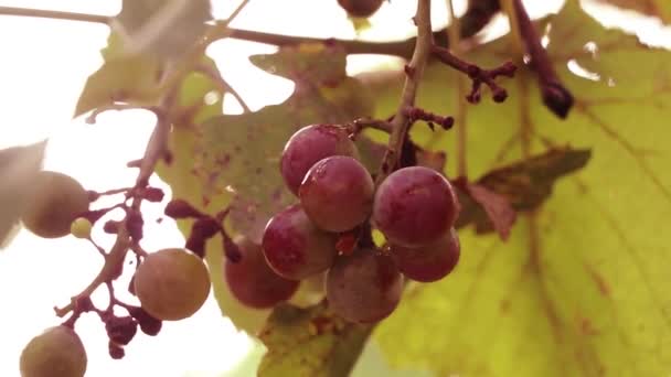 Grape vine branches in the sun in Ukraine ripens, grape vine — Stock Video