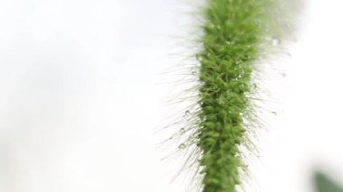 Hafif gökyüzü makro videosunun arka planındaki yağmurdan sonra çimenler çimlere çivilendi.