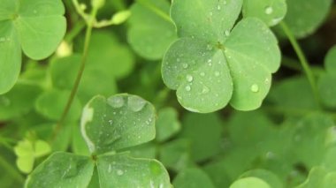 Yağmurdan sonra çimenler, yakın çekim videoları, rüzgarda çimenler