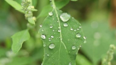 Yağmurdan sonra çimenler, yakın çekim videoları, rüzgarda çimenler